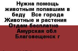 Нужна помощь животным попавшим в беду - Все города Животные и растения » Отдам бесплатно   . Амурская обл.,Благовещенск г.